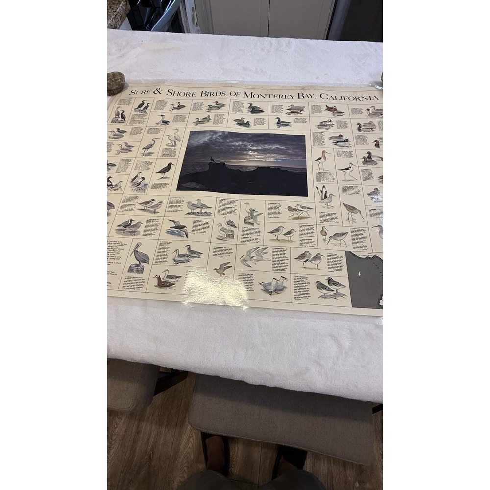 Vintage 1982 Surf & Shore Birds of Monterey Bay California Educational Poster